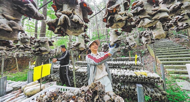 展产业调研】林下生金冰球突破【高质量发
